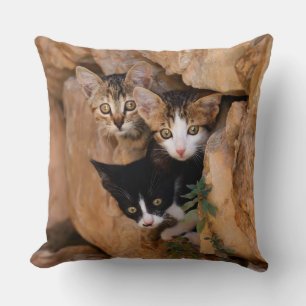 Coussin Trois Cute Curieux Chat Kittens Visages Drôle Phot