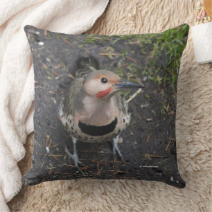Coussin Vue de l'oeil d'oiseaux du pic-blanc de Flicker du