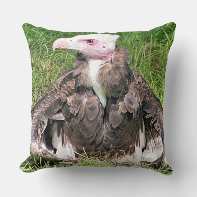 COUSSIN VULTURE (Recto)