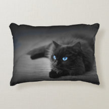 Chat Noir aux Yeux Bleus saisissants – Accent Féli