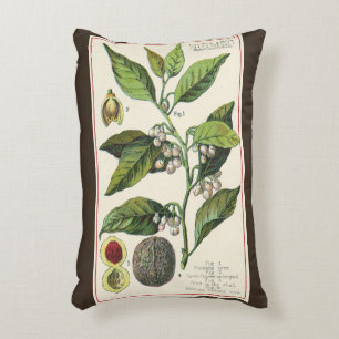 Coussins Décoratifs Graines de fruits de noix de muscade vintage, herb