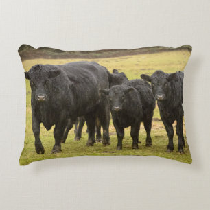 Coussins Décoratifs Vaches sous la pluie