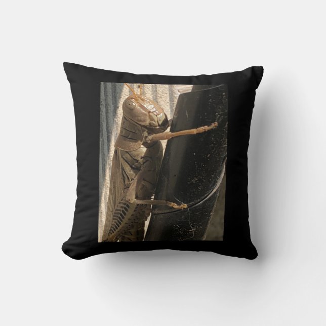 Coussins Grasshopper (Recto)