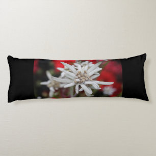 Coussins Longs Lovely Edelweiss Leontopodium nivale