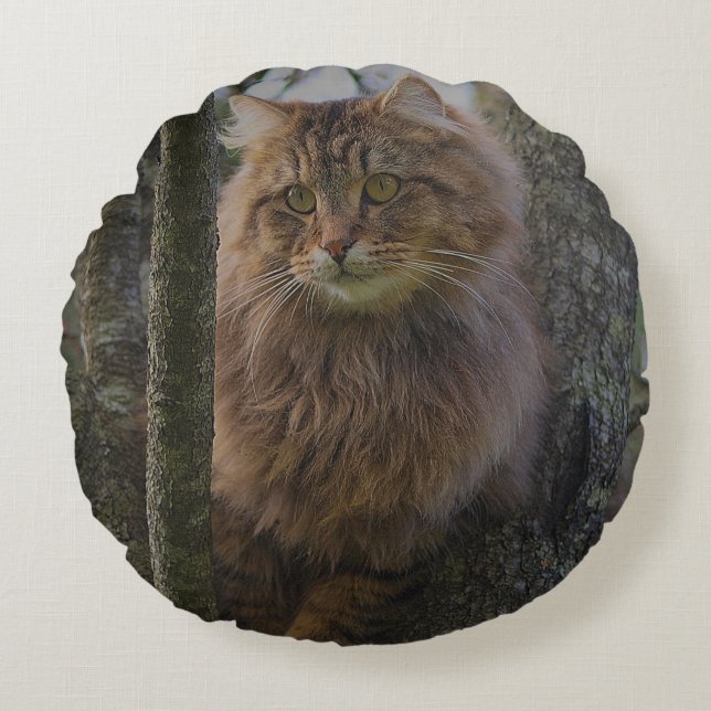 Coussins Ronds Animal de chat du Maine Coon (Devant)