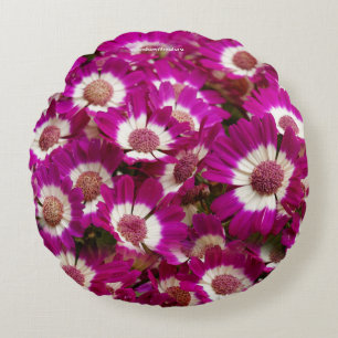 Coussins Ronds Belles fleurs de Cineraria violette