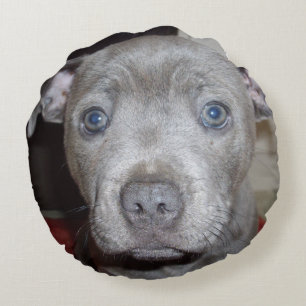 Coussins Ronds Blue Staffordshire Bull Terrier Puppy