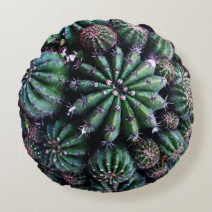 Coussins Ronds Cactus de plante d'intérieur : pépinière Beau desi
