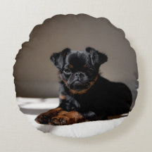 Doux chiot sur le coussin.