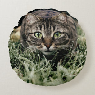 Coussins Ronds Tabby le chat domestique