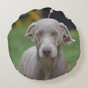 Coussins Ronds Weimaraner adorable