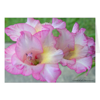 couteau rose lilly_palete