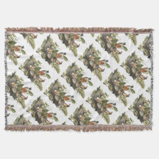 Couverture American Robin par Audubon