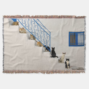 Couverture Beaucoup de chats sur un escalier blanc dans un vi
