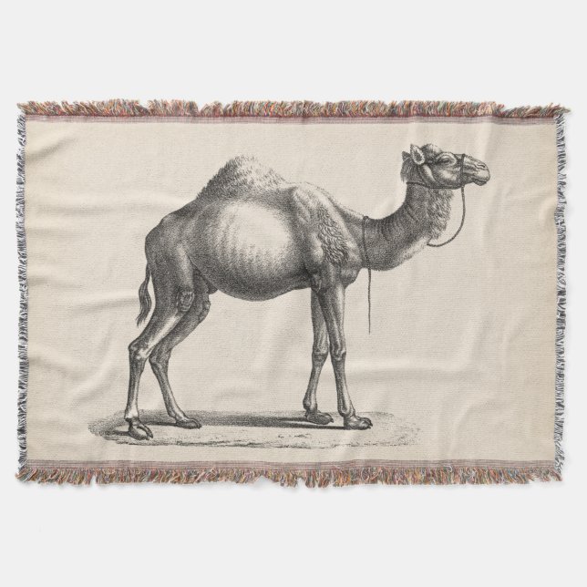 Couverture Brodtmann Dromedary Camel croquis (Devant)