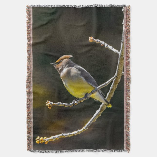 Couverture Cèdre cire Songbird Photo originale Oiseau sauvage (devant Vertical)