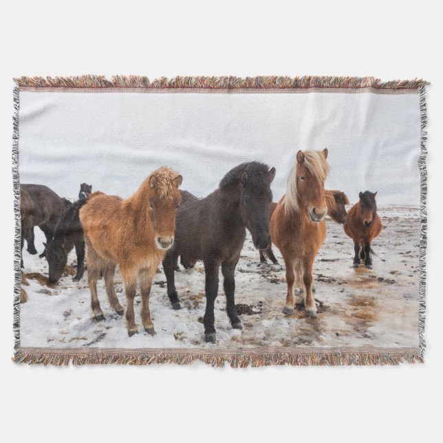 Couverture Cheval islandais en hiver en Islande (Devant)