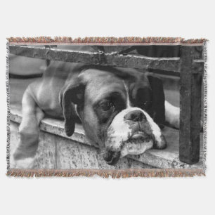 Couverture Chien de boxe sur tbcn de Windows
