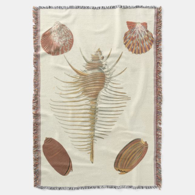 Couverture Cinq d'un coquillage (devant Vertical)