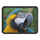 Perroquet de crisrauques