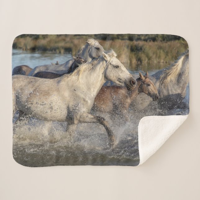 couverture de chevaux de course (Devant (Horizontal))