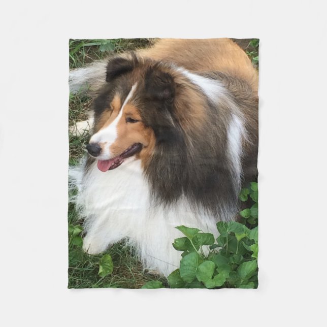 Couverture de chien de berger de Shetland (Devant)