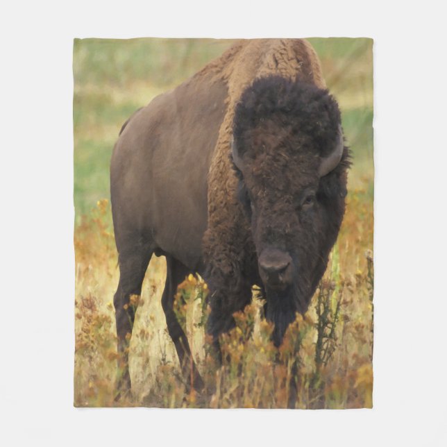 Couverture d'ouatine de bison américain (Devant)