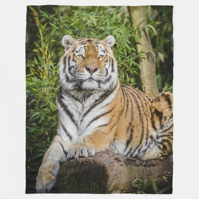 Couverture d'ouatine de tigre (Devant)