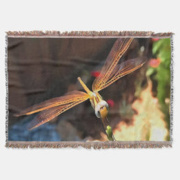 Couverture Dragonfly With Sunlight Gilded Wings