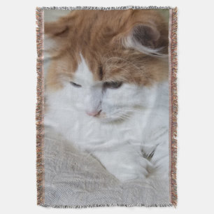 Couverture (Feline Fancy) Contemplation Kitty : Photo Cat