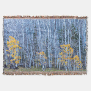 Couverture Forêt d'Aspen