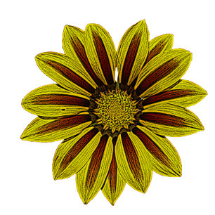 Couverture grandes et audacieuses fleurs jaunes avec rayures