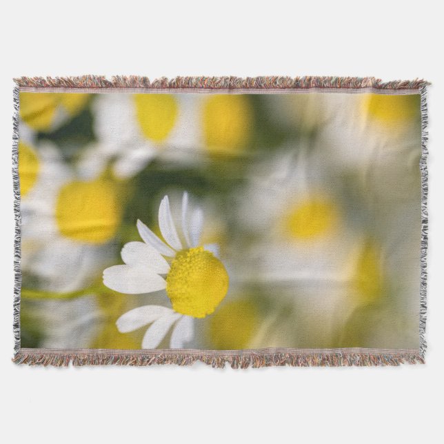 Couverture Gros plan de la fleur chamomile, Hongrie (Devant)