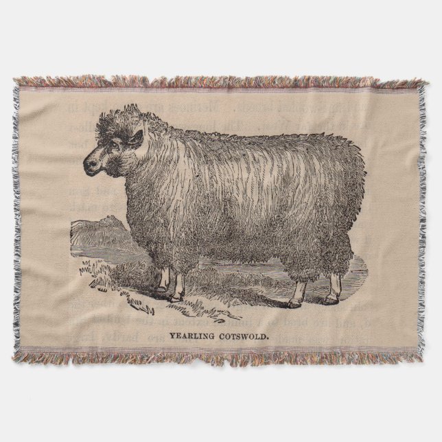 Couverture Imprimé au 19e siècle année Cotswold brebis (Devant)