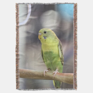 Couverture Kiwi Burbell