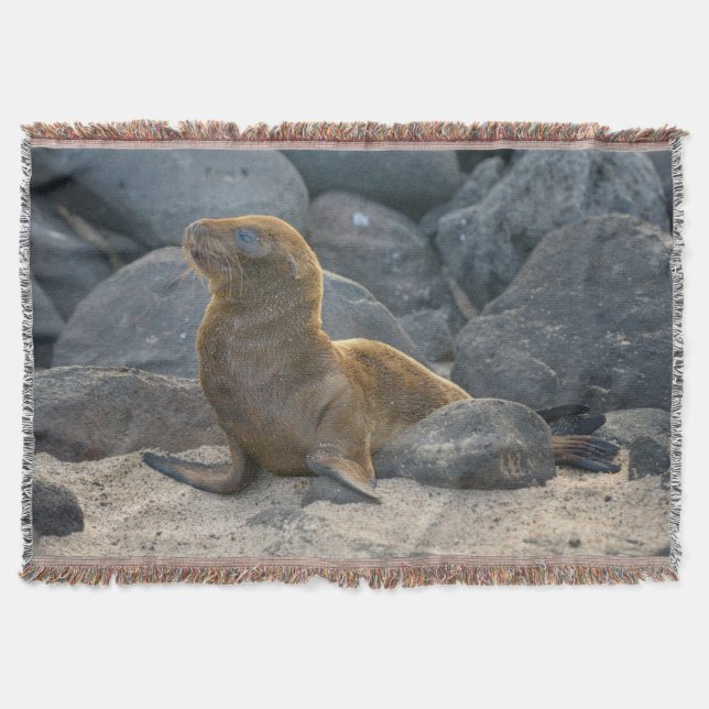 Couverture Lion de mer des Galapagos (Devant)
