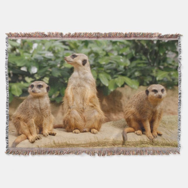 Couverture Meerkat 008 (Devant)