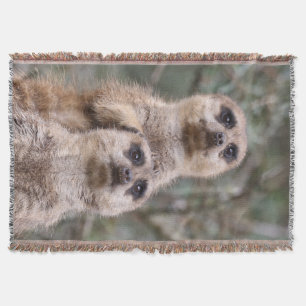 Couverture Meerkat 035