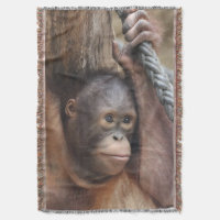 OrangUtan 002