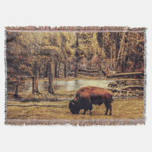 Couverture Pâturage de poule de bison