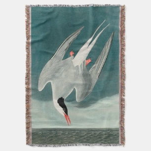 Couverture Peinture de la faune de la sterne de l'Arctique Au