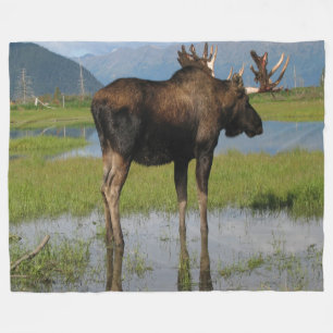 Couverture Polaire Alaska Bull Moose Antler Rack Scène extérieure pho