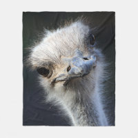 Autruche