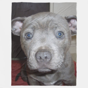 Couverture Polaire Blue Staffordshire Bull Terrier Puppy