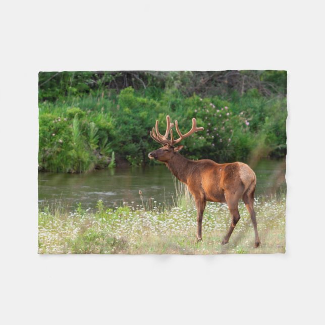 Couverture Polaire Bull Elk dans la chaîne nationale de bisons, Monta (Devant (Horizontal))
