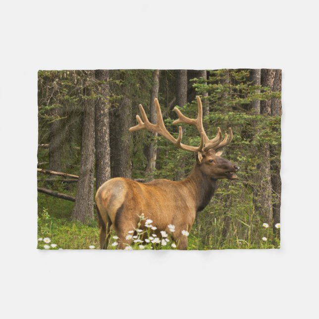 Couverture Polaire Bull Elk en Velvet, Canada (Devant (Horizontal))