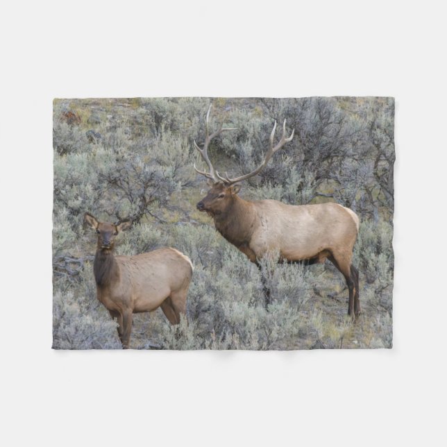 Couverture Polaire Bull Elk | Parc national de Yellowstone, Wyoming (Devant (Horizontal))