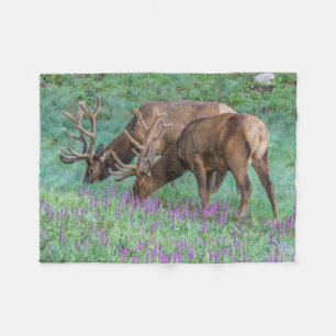 Couverture Polaire Bull Elks Rocky Mountain National Park, Colorado