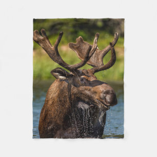 Couverture Polaire Bull Moose   Parc national du Glacier Montana