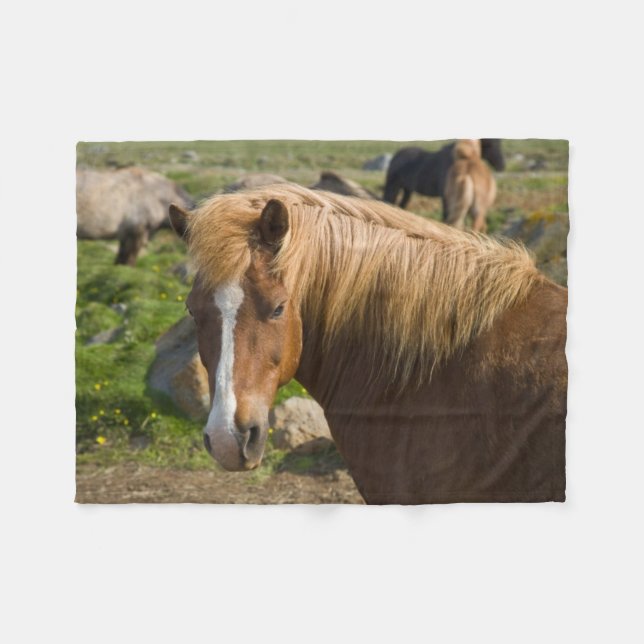 Couverture Polaire Chevaux islandais dans le nord-est de l'Islande (Devant (Horizontal))
